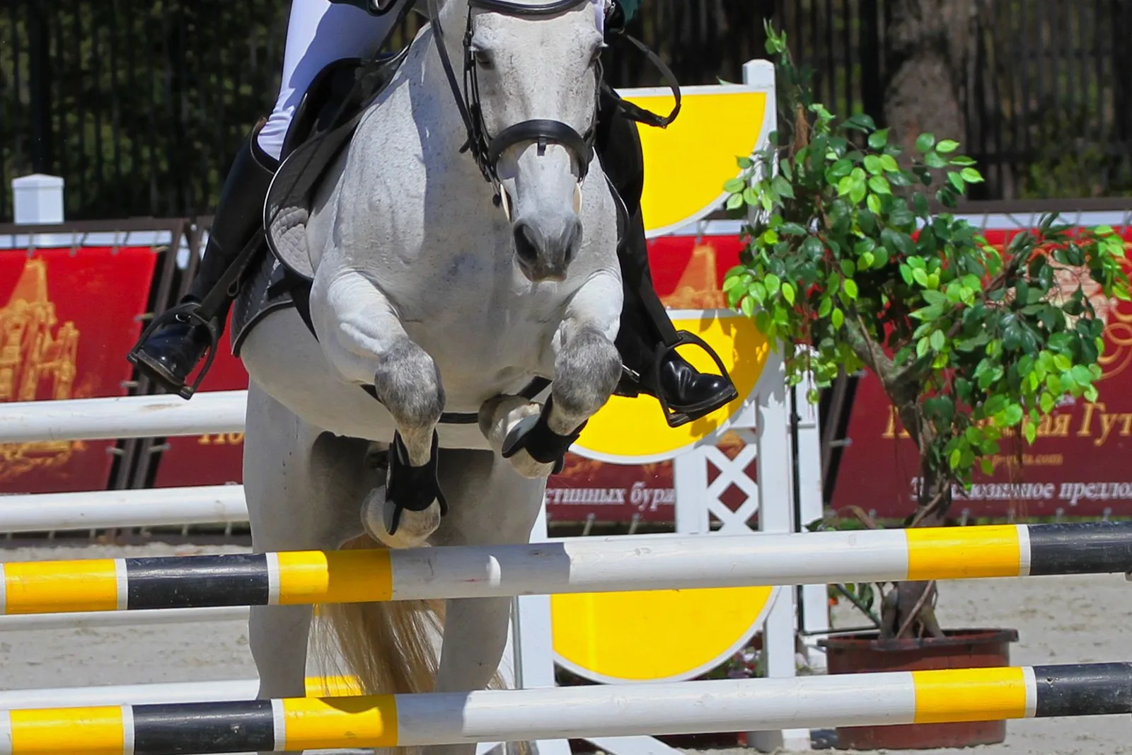 Cheval gris de face au-dessus d’un vertical jaune et noir, cavalier en bottes noires