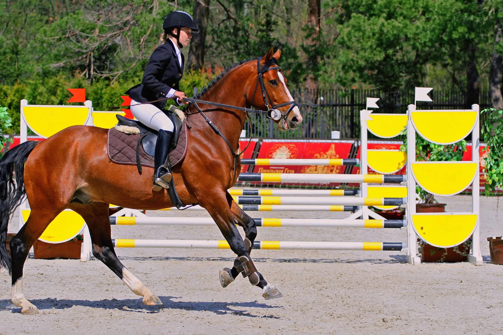 Cavalière en veste marine au galop sur un cheval bai, entre deux obstacles jaunes et blancs